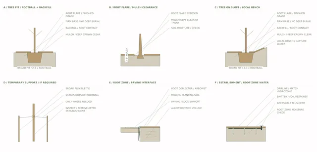 Roxbury Residence — Tree Planting / Root Zone + Establishment